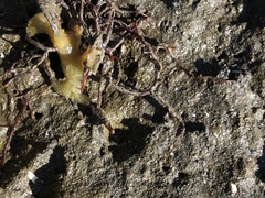 Halichondria bowerbanki