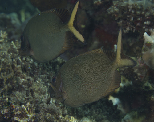 Siganus punctatissimus observed 2026-03-05
