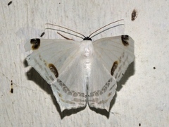 Sericoptera