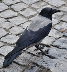 Corvus cornix