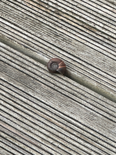 Elona quimperiana
