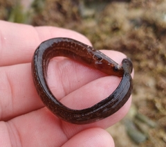 Snakelet photo 2