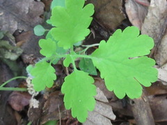 Chelidonium asiaticum
