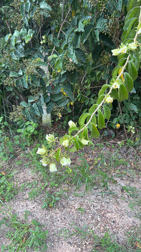 Barbados gooseberry