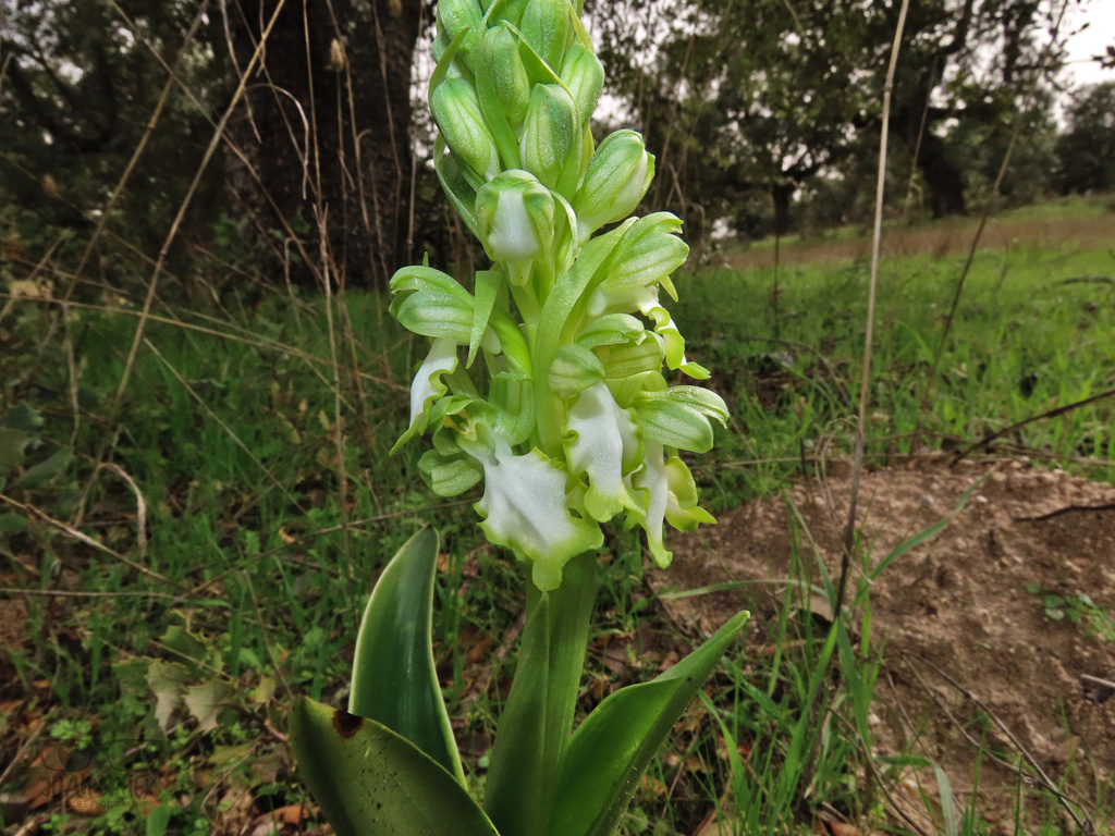 Himantoglossum robertianum