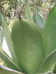 Agave salomonii