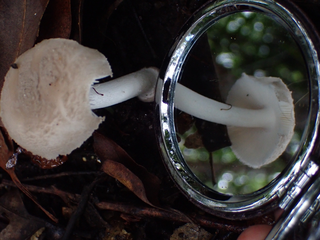 Australian False Vaginata