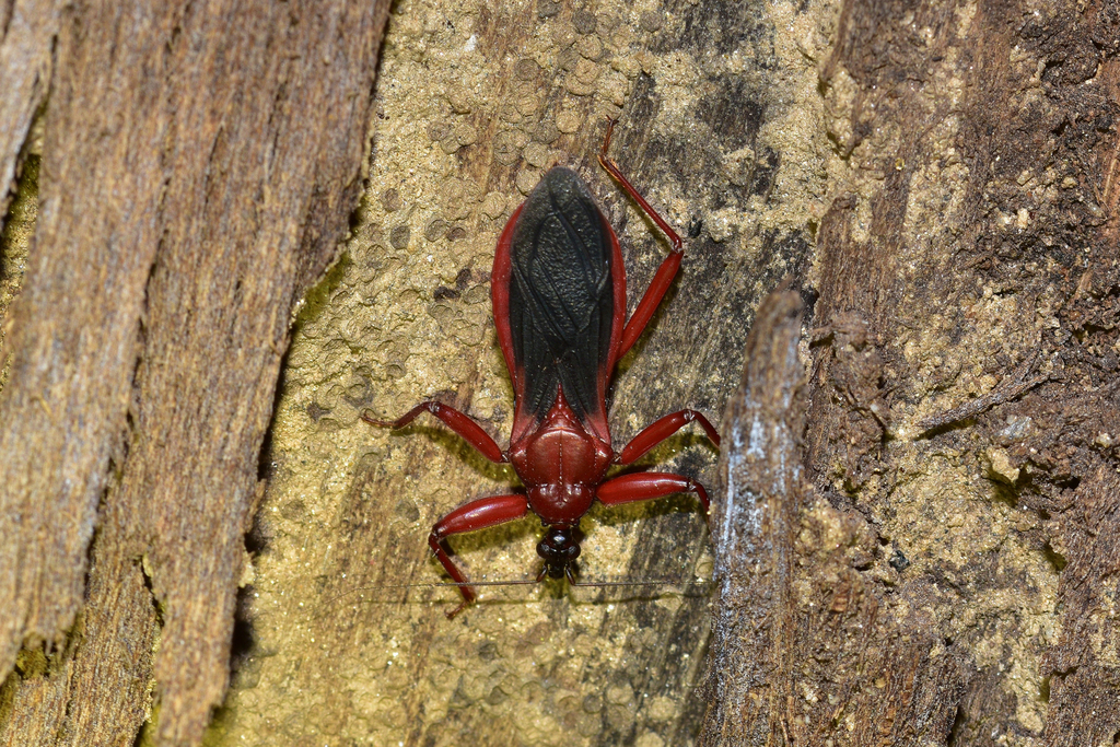 Tapeinus marginellus
