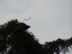 Parabuteo unicinctus