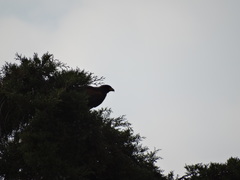 Parabuteo unicinctus