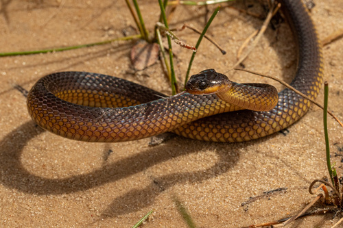 Photo of a Barotse Water Snake (Crotaphopeltis barotseensis)