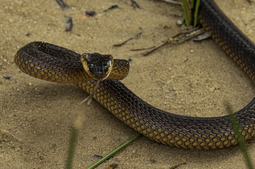 Barotse Water Snake
