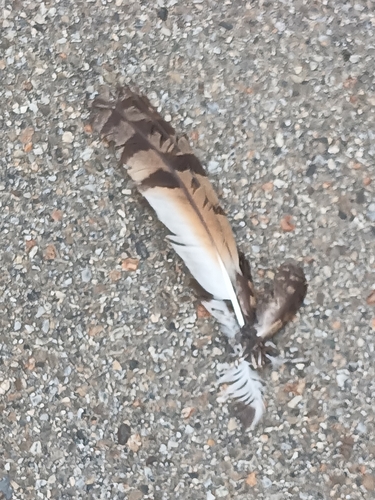 View observation of {o.common_name} on iNaturalist