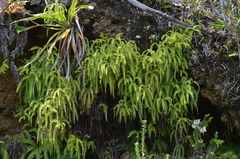 Sticherus squamulosus