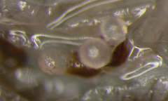 Porrhothele