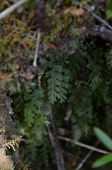 Hymenophyllum cuneatum