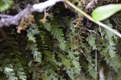 Hymenophyllum cuneatum