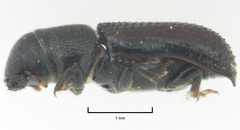 Stenoscelis hylastoides