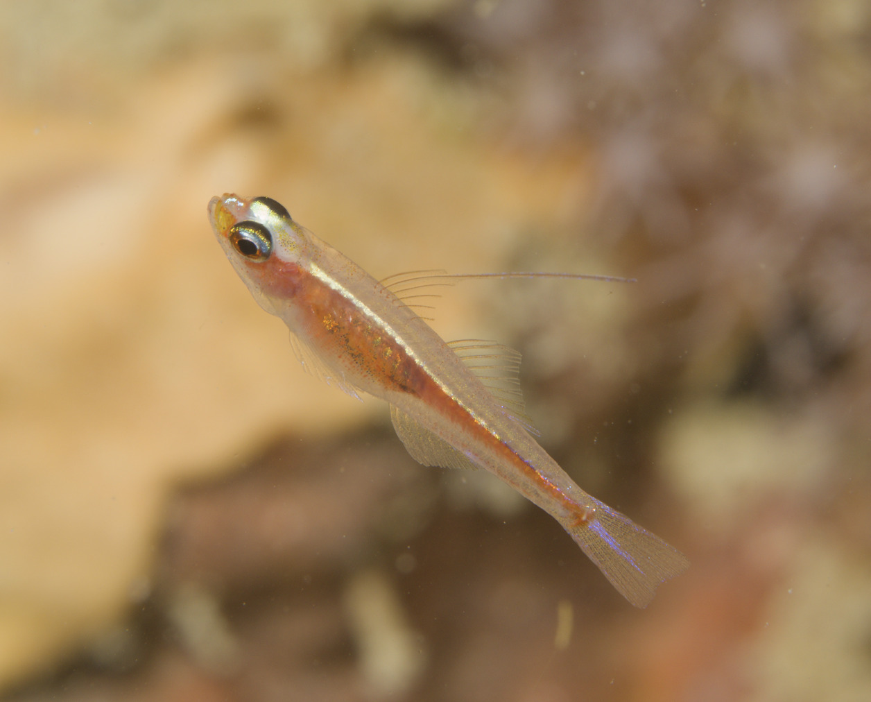 Princess Pygmygoby photo 4