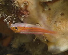 Erdmann's Pygmygoby photo 2