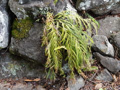 Asplenium flaccidum flaccidum