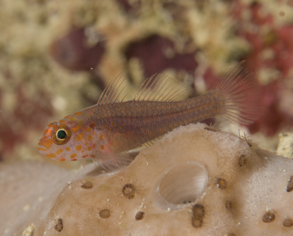 Fang's pygmygoby (Trimma fangi) — Gobiidae