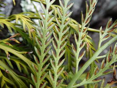 Asplenium flaccidum flaccidum