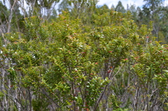 Metrosideros stipularis