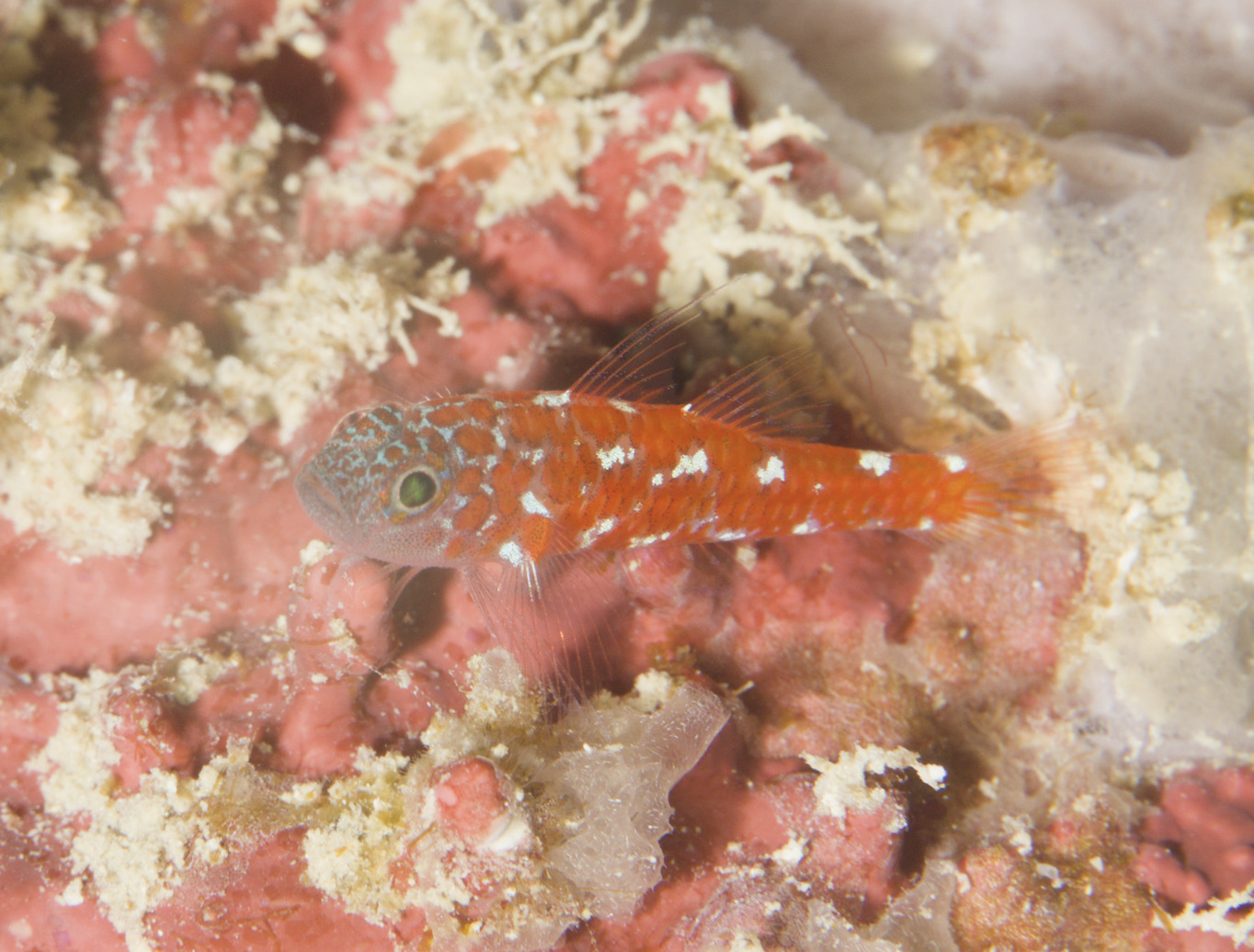 Naude's Dwarfgoby photo 7