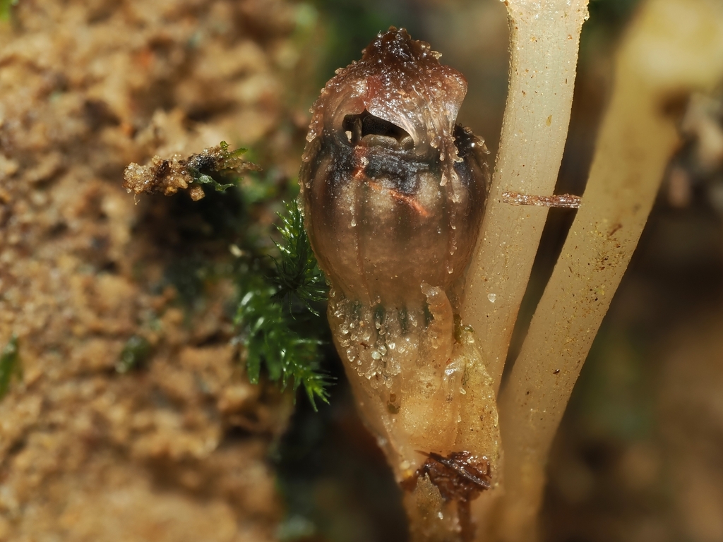 Thismia viridistriata