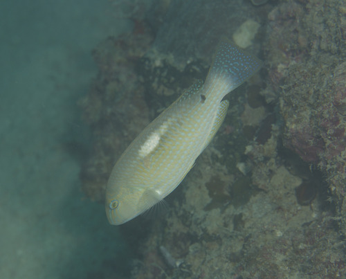 Borneo tuskfish (Choerodon oligacanthus) — Labridae — 4