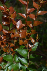 Nothofagus nitida