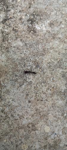 Troglodyte Trap-jaw ant