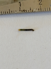 Lepidoptera