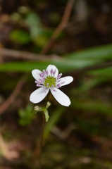 Knowltonia hepaticifolia