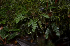 Blechnum corralense
