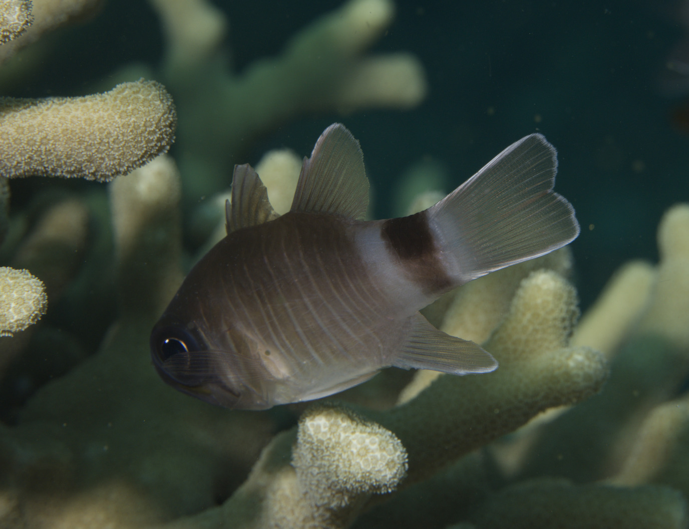 Look-Alike Cardinalfish photo 5