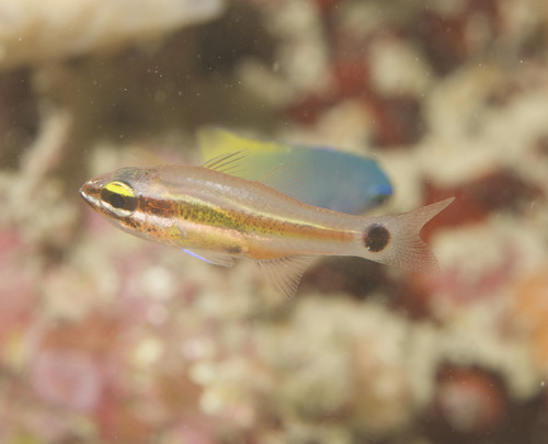 Meteor cardinalfish (Ostorhinchus selas) — Apogonidae — 3
