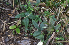 Knowltonia hepaticifolia
