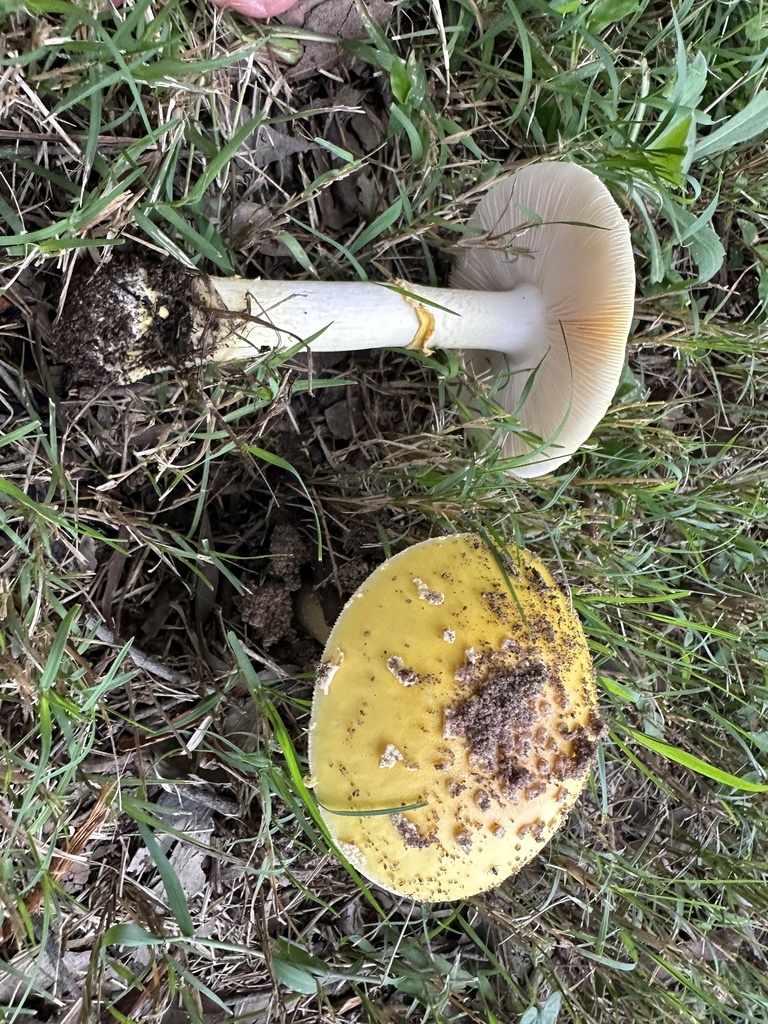 Amanita flavella · March 2026 · photo: © prossington (iNaturalist, cc-by)