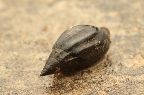 Melanopsis costata, 2026-01-30