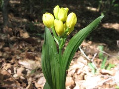 Cephalanthera falcata