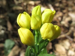 Cephalanthera falcata