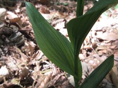 Cephalanthera falcata
