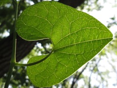 Aristolochia contorta