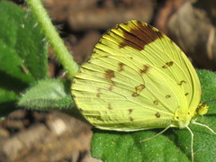 Eurema hecabe solifera