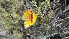 Calochortus weedii intermedius