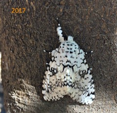 Lichnoptera decora