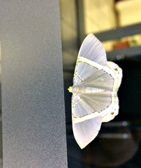 Phrygionis privignaria