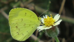 Eurema hecabe solifera
